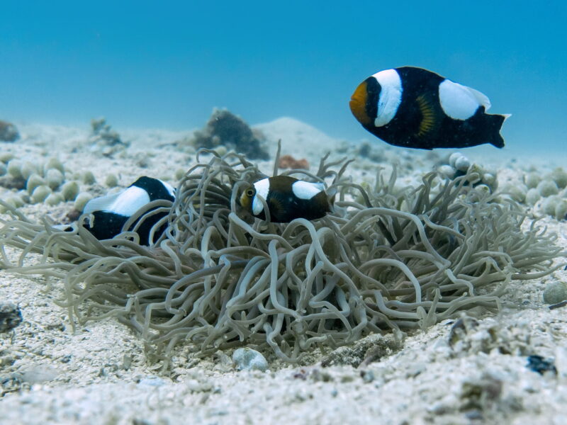 d27 koh tao 2020 (56) 01